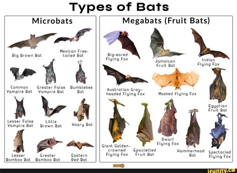 Giant Golden Crowned Flying Fox Size Comparison