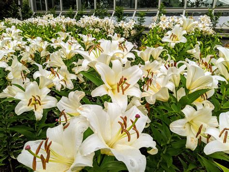 My White Lily Garden - The Martha Stewart Blog