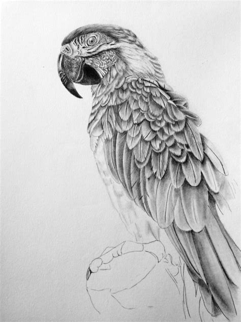 Parrot Pencil Sketch at PaintingValley.com | Explore collection of Parrot Pencil Sketch