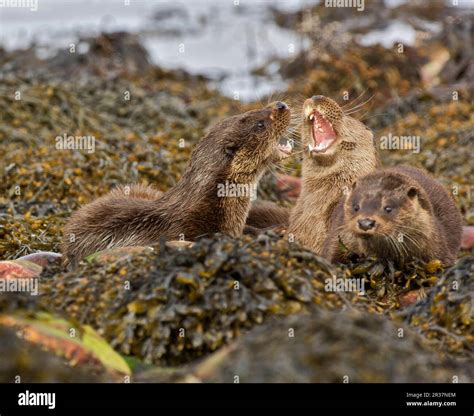 European otter (Lutra lutra), European otter, marten, predators ...