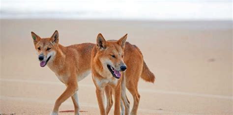 Second dingo destroyed after Fraser Island attack | Queensland Times