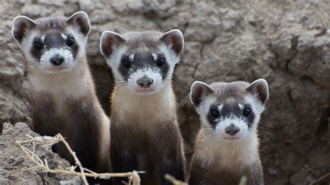 Black Footed Ferret Kits