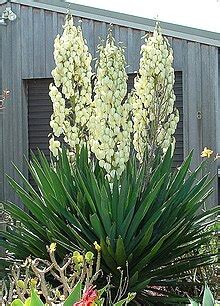 Yucca - Wikipedia