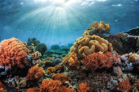 Marine Habitats, Part III: Life in a Coral Reef Community | Scuba Diving News, Gear, Education ...