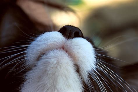 I Can Smell You wallpaper | animals | Wallpaper Better