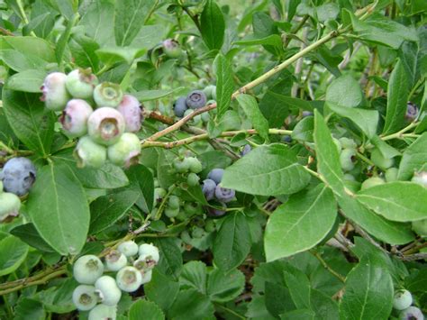 Riley County Extension Blog: Blueberry Harvest