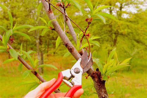 How to Prune Peach Trees