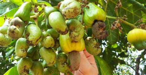 Cashew Trees: How to Grow and Care for your Cashew Plant - Gardeners' Magazine