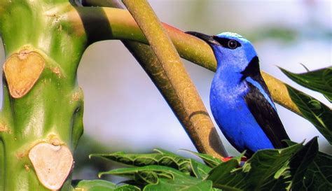 Identifying Costa Rica Birds