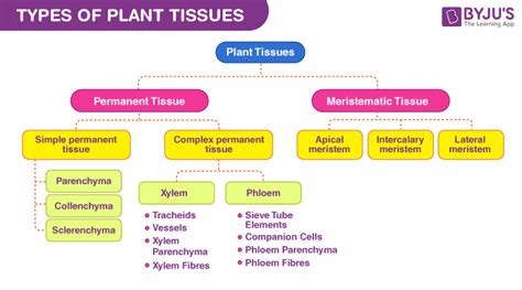 Plant tissue | Types Of Plant Tissue System & Their Function