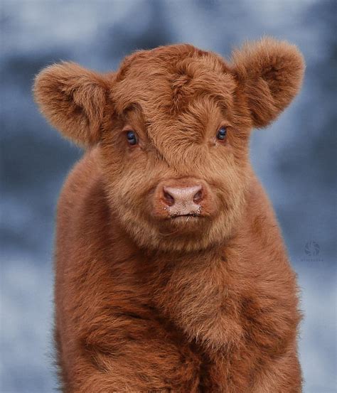 Fluffy baby cow! : r/aww