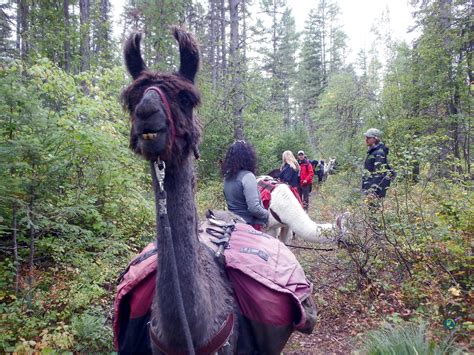 Llama trekking Montana: A most memorable travel micro-adventure - TURNIPSEED TRAVEL