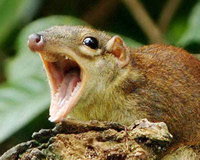 Treeshrew - Alchetron, The Free Social Encyclopedia