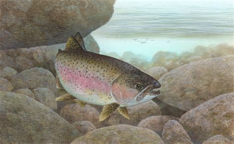 Rainbow trout - Aquaponics Wiki