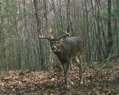 Big Whitetail Buck Wallpaper - WallpaperSafari