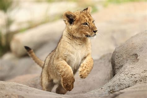 Photoshoot of the cute kind: Lion cubs make debut in Australian Zoo | Daily Sabah