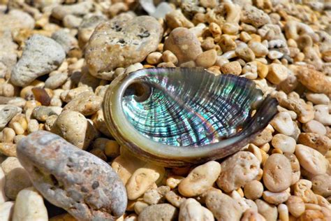 10 Little-Known Facts About Abalone