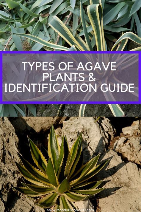 Types of Agave Plants: A Comprehensive Guide