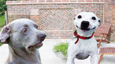 18+ Popular Concept Pictures Of Dogs Making Funny Faces