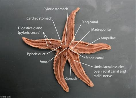 Starfish Internal Anatomy