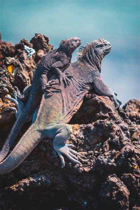 Unique Galapagos Islands Animals in Photos | The Planet D