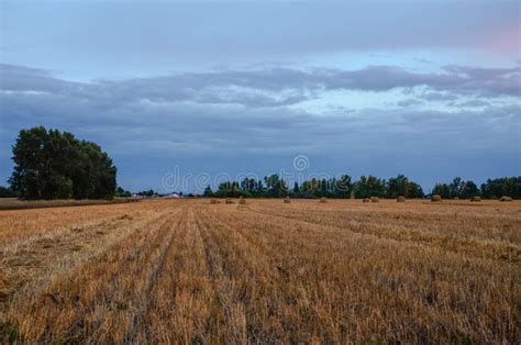 Straw Bales on Farmland Field with Pink Sunset Sky Stock Photo - Image of cereal, color: 137028864