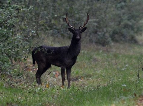 A melanistic Fallow Deer in Micheldever Woods,he was quite beautiful ...