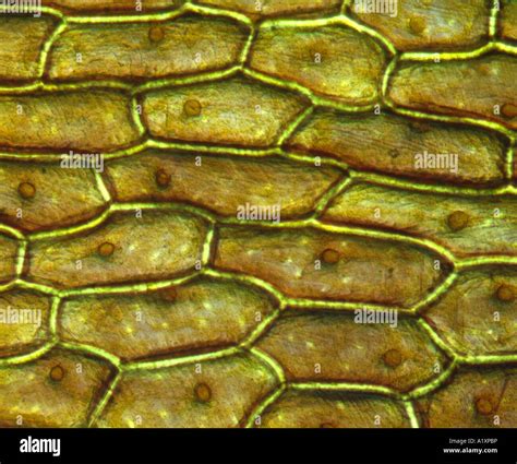 ONION SKIN CELLS (EPIDERMAL CELLS) SHOWS CELL STRUCTURE AND NUCLEUS Stock Photo, Royalty Free ...