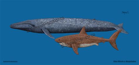 Blue Whale and Megalodon size comparison by SameerPrehistorica on ...