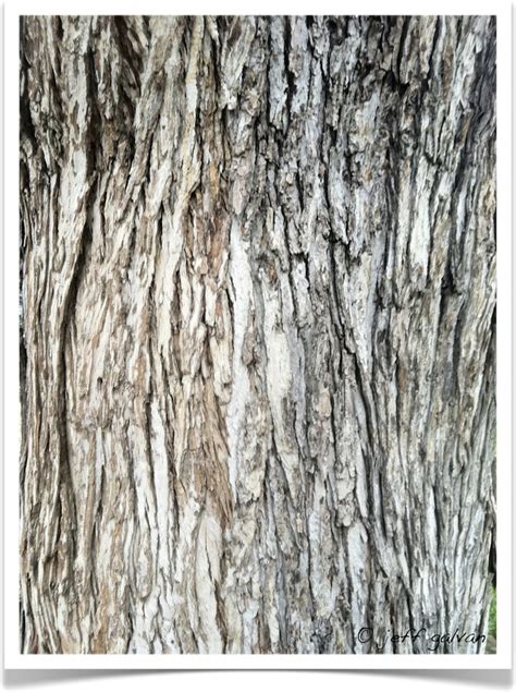 Silver Maple – Identify by Bark | Boulder Tree Care - Pruning & Tree Removal Services