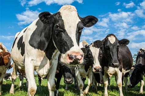 Actual Spotted Cows Invade Spotted Cow Brewery in Wisconsin