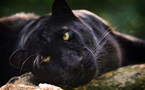 Black Panther Animal wallpaper | 2560x1600 | #11843