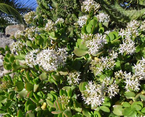 Will's Eats: Jade plant flowers