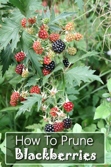 How To Prune Blackberries