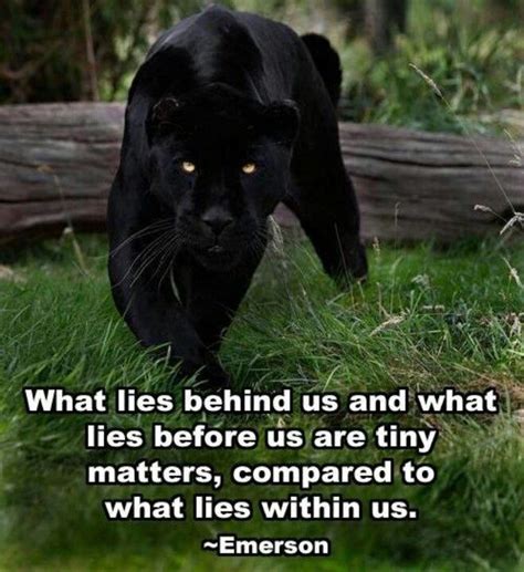 Quotes about Panther (64 quotes) | Panther quotes, Black panther quotes, Animal quotes