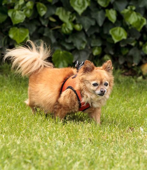 Pomchi - A Guide To The Pomeranian Chihuahua Mix