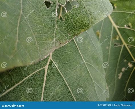 Leafs texture stock photo. Image of plant, flower, floral - 129987432