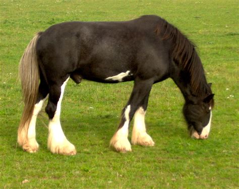 File:Shire Horse.jpg