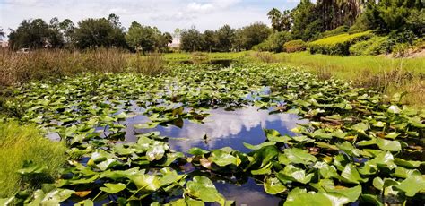 Invasive Aquatic Plants: Lake Weed Control