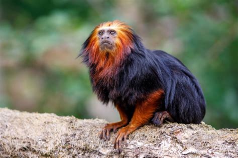 52 of the Most Colorful Mammals in the World | Color Meanings