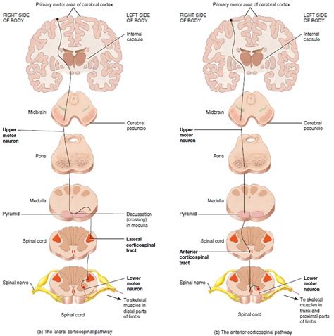 Lateral Corticospinal Tract