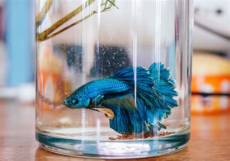 Betta Fish Minimum Tank Size | betta fish