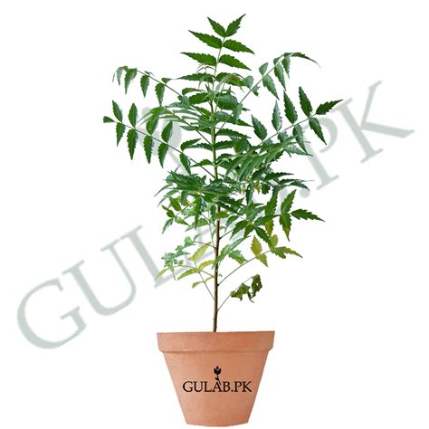 Neem Tree (نیم کا درخت) - Lahore - Gulab.pk