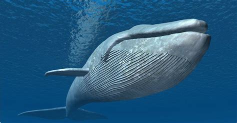 Bryde's Whale vs Blue Whale: Key Differences Explained - AZ Animals