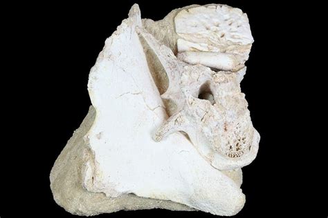 Crocodile Fossils For Sale - FossilEra.com