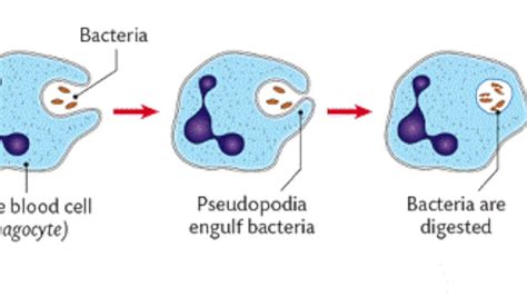 [DIAGRAM] Diagram Of A Phagocyte - MYDIAGRAM.ONLINE