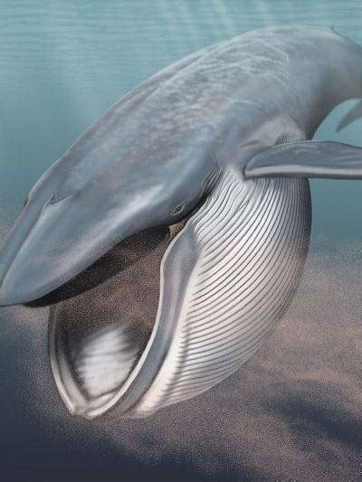 20 Interesting Facts About Blue Whale - OhFact!