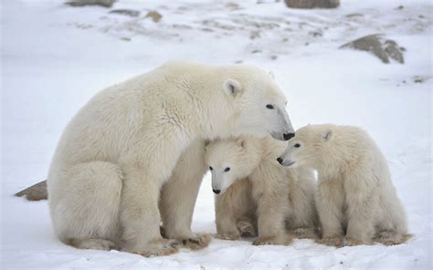 🔥 [90+] Polar Bear Desktop Wallpapers | WallpaperSafari