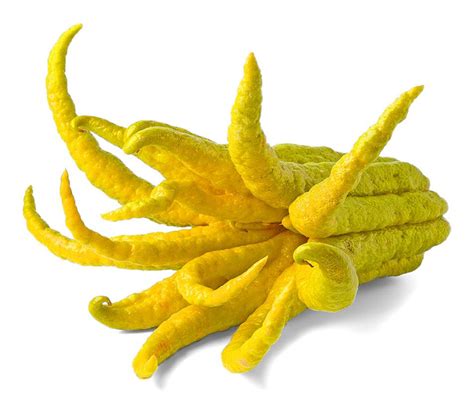 Buddha's Hand Citron | Frieda's LLC - The Branded Produce Company