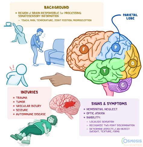 Parietal Lobe: What Is It, Location, Function, and More | Osmosis